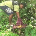 Bunga Bangkai Mekar 60 Centimeter Ditemukan Warga di Bukit Sulap Lubuklinggau